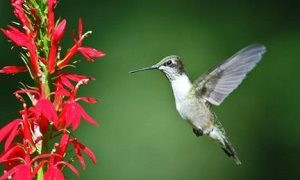Hummingbirds Take the Reins at Warner Park Nature Center